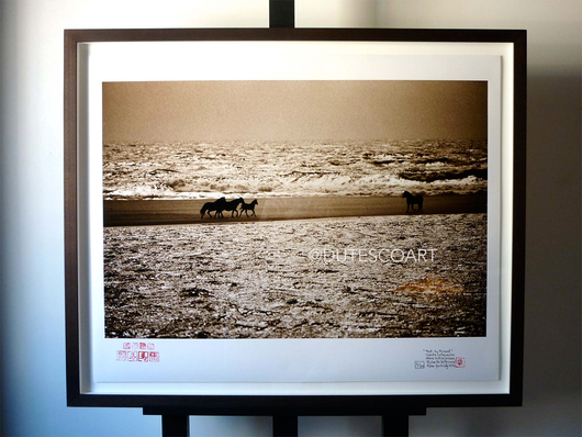 The Wild Horses of Sable Island - Past To Present